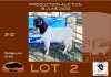 1X BOER GOAT PS RAM OPPIEDAK BOERBOKSTOET