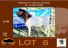 1X BOER GOAT PS RAM OPPIEDAK BOERBOKSTOET