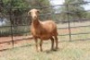 LOT 80 1X MEATMASTER OOI MET LAM/EWE WITH LAMBKLIPPUT MEATMASTERS - 2