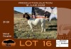 1X BOER GOAT STUD OOI/EWE GRONDEGOED BOERBOKSTOET