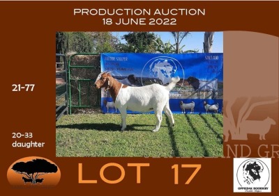 1X BOER GOAT FLOCK OOI/EWE OPPIEDAK BOERBOKSTOET