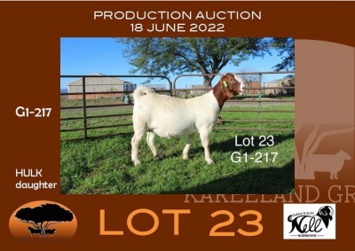 1X BOER GOAT FLOCK OOI/EWE Sakkie Nell