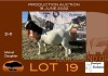 1X BOER GOAT STUD OOI/EWE GRONDEGOED BOERBOKSTOET