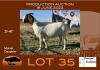 1X BOER GOAT FLOCK OOI/EWE GRONDEGOED BOERBOKSTOET