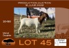 1X BOER GOAT STUD OOI/EWE GRONDEGOED BOERBOKSTOET