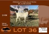 1X BOER GOAT PS OOI/EWE GRONDEGOED BOERBOKSTOET