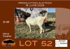 1X BOER GOAT STUD OOI/EWE GRONDEGOED BOERBOKSTOET