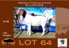 1X BOER GOAT FLOCK OOI/EWE OPPIEDAK BOERBOKSTOET