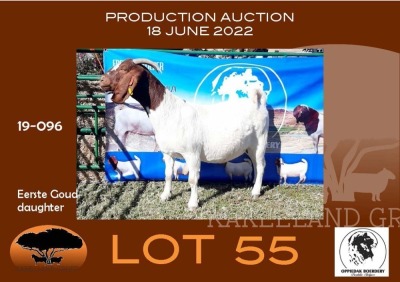 1X BOER GOAT STUD OOI/EWE OPPIEDAK BOERBOKSTOET