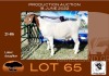 1X BOER GOAT PS OOI/EWE OPPIEDAK BOERBOKSTOET