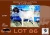 1X BOER GOAT PS OOI/EWE OPPIEDAK BOERBOKSTOET