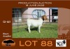 1X BOER GOAT PS OOI/EWE Sakkie Nell