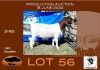 1X BOER GOAT FLOCK OOI/EWE OPPIEDAK BOERBOKSTOET