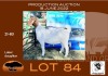 1X BOER GOAT PS OOI/EWE OPPIEDAK BOERBOKSTOET