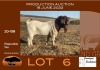 1X BOER GOAT FLOCK RAM GRONDEGOED BOERBOKSTOET