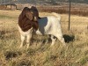 1X BOER GOAT FLOCK RAM GRONDEGOED BOERBOKSTOET - 2