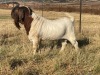 1X BOER GOAT FLOCK RAM GRONDEGOED BOERBOKSTOET - 3