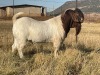 1X BOER GOAT FLOCK RAM GRONDEGOED BOERBOKSTOET - 4