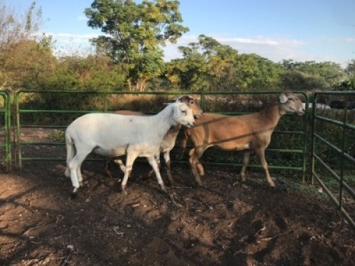 3X MEATMASTER OOI/EWE ROOIKOPPIES MEATMASTER (PAY PER PIECE TO TAKE THE LOT)