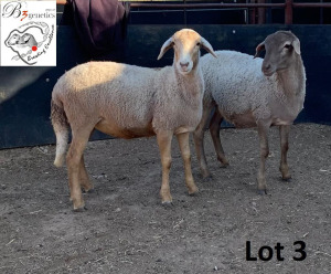 2X MEATMASTER OOI/EWE B3GENETICS PTY LTD (PAY PER PIECE TO TAKE THE LOT)