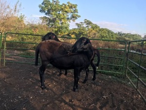 2X MEATMASTER OOI/EWE ROOIKOPPIES MEATMASTER (PAY PER PIECE TO TAKE THE LOT)