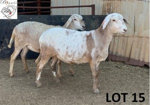 2X MEATMASTER OOI/EWE B3GENETICS PTY LTD (PAY PER PIECE TO TAKE THE LOT)