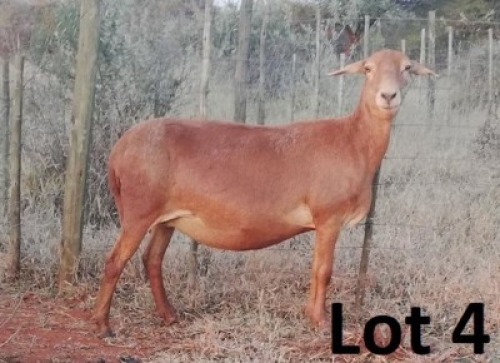 1X MEATMASTER OOI/EWE SHALOM FARM MEATMASTERS