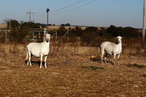 2X MEATMASTER OOI/EWE OLIVEBRANCH MEATMASTERS (PAY PER PIECE TO TAKE THE LOT)