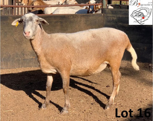 1X MEATMASTER OOI/EWE B3GENETICS PTY LTD