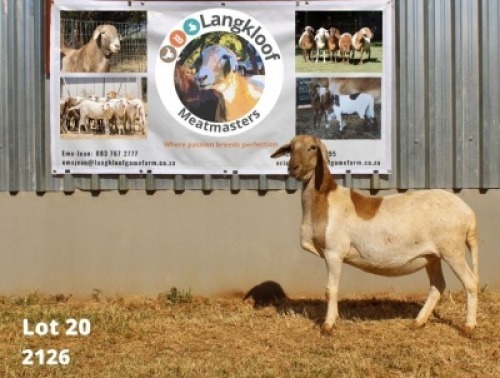 1X MEATMASTER OOI/EWE LANGKLOOF MEATMASTERS