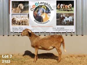 1X MEATMASTER OOI/EWE LANGKLOOF MEATMASTERS (PAY PER PIECE TO TAKE THE LOT)
