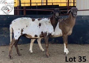 2X MEATMASTER OOI/EWE B3GENETICS PTY LTD (PAY PER PIECE TO TAKE THE LOT)