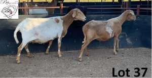 2X MEATMASTER OOI/EWE B3GENETICS PTY LTD (PAY PER PIECE TO TAKE THE LOT)