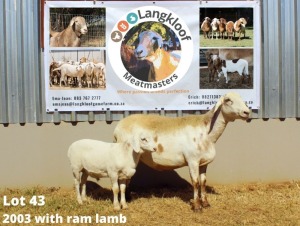 1X MEATMASTER OOI/EWE LANGKLOOF MEATMASTERS