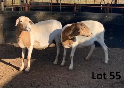 2X MEATMASTER OOI/EWE B3GENETICS PTY LTD (PAY PER PIECE TO TAKE THE LOT)