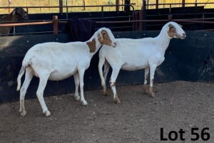 2X MEATMASTER OOI/EWE B3GENETICS PTY LTD (PAY PER PIECE TO TAKE THE LOT)