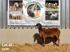 1X MEATMASTER OOI/EWE LANGKLOOF MEATMASTERS