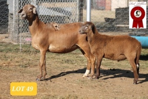 1X MEATMASTER OOI/EWE RED RIBBON MEATMASTERS