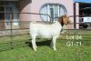 1X BOER GOAT PS OOI/EWE Sakkie Nell