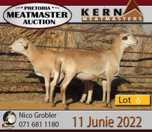 2X MEATMASTER OOI/EWE KERN MEATMASTERS (PAY PER PIECE TO TAKE THE LOT)