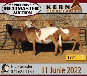 4X MEATMASTER OOI/EWE KERN MEATMASTERS (PAY PER PIECE TO TAKE THE LOT)