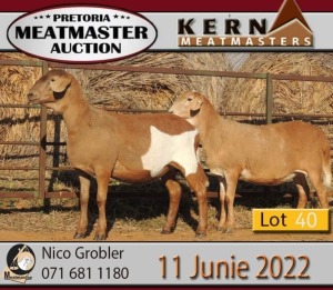 2X MEATMASTER OOI/EWE KERN MEATMASTERS (PAY PER PIECE TO TAKE THE LOT)