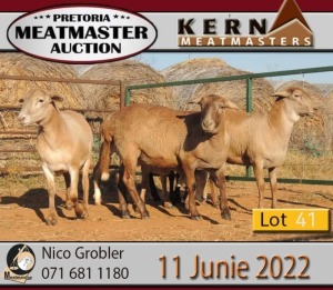 5X MEATMASTER OOI/EWE KERN MEATMASTERS (PAY PER PIECE TO TAKE THE LOT)