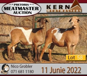 3X MEATMASTER OOI/EWE KERN MEATMASTERS (PAY PER PIECE TO TAKE THE LOT)