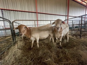 2X MEATMASTER OOI/EWE LAPFONTEIN MEATMASTERS (PAY PER PIECE TO TAKE THE LOT)