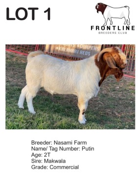 1X BOER GOAT BUCK NASAMI FARM