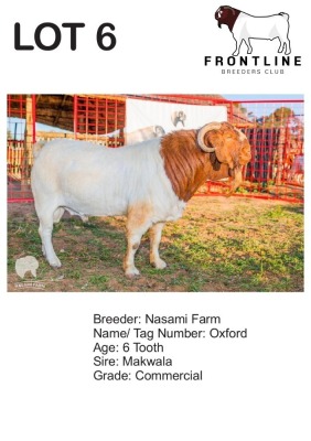 1X BOER GOAT BUCK NASAMI FARM