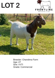 1X BOER GOAT EWE CHANDIMA FARM