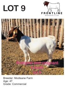 1X BOER GOAT EWE MODISANE FARM