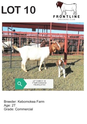 1+1X BOER GOAT EWE + KID EWE+KID KEBOMOKEA FARM